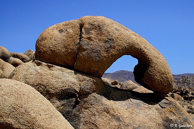 Hippopotammus Arch